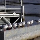 Seagulls in a row